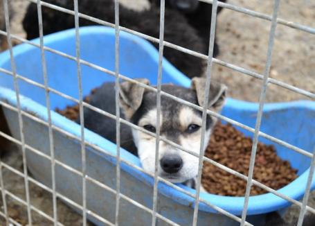 Câinii neadoptaţi sau nerevendicaţi vor fi eutanasiaţi în 14 zile
